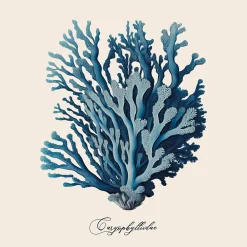 Dada Art Affiche corail bleu l.30 x l.30 cm* Affiche