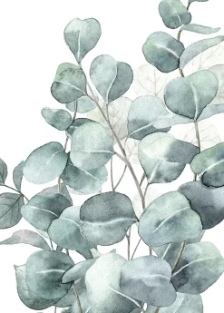 Dada Art Affiche eucalyptus vert l.50 x 70 cm* Affiche