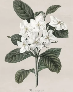 Dada Art Affiche fleur sauvage blanche l.24 x l.30 cm* Affiche