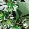 Dada Art Affiche fleurs de jasmin L.40 x H.50cm* Affiche