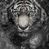 Best Dada Art Affiche tigre noir et blanc l.40 x l.50 cm