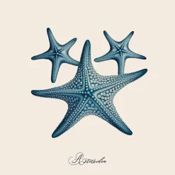 Dada Art Affiche étoile de mer bleue l.30 x l.30 cm* Affiche