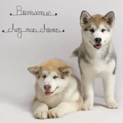 Clearance Bijoux De Mur Bienvenue chez nos chiens - Sculpture fil de fer 50-60 cm -