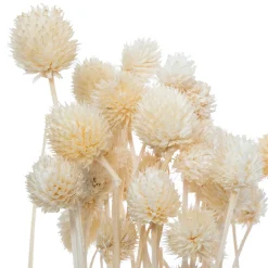 Atmosphera Bouquet de plantes séchées* Fleur Séchée