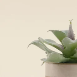 Clearance Ornami Plante grasse artificielle pot céramique rayé 12cm