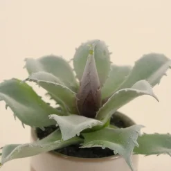 Clearance Ornami Plante grasse artificielle pot céramique rayé 12cm