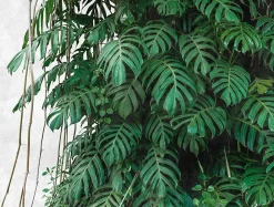 Discount Profhome 382411-GU Papier peint photo lisse mat 3,71 m x 2,8 m