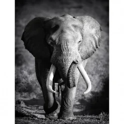 Sale Scenolia Tableau toile XXL en kit Éléphant Solitaire 130 x 180 cm - Toile textile sans PVC