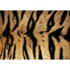 Scenolia Tableau toile XXL en kit Tigre Du Bengale 90 x 60 cm - Toile textile sans PVC* Image Encadrée