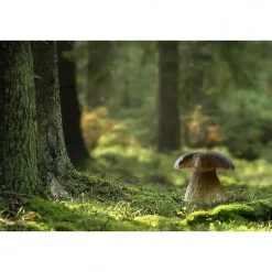 Scenolia Tableau toile XXL en kit Champignon Des Bois 60 x 40 cm - Toile textile sans PVC* Image Encadrée