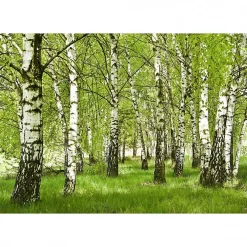 Best Scenolia Tableau toile XXL en kit Foret De Bouleau 130 x 90 cm - Toile textile sans PVC