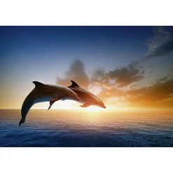 Clearance Scenolia Tableau toile XXL en kit Saut Des Dauphins 60 x 40 cm - Toile textile sans PVC