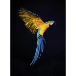 Scenolia Tableau verre acrylique Vol De Perroquet 90 x 130 cm - Décoration murale photo pour la maison
